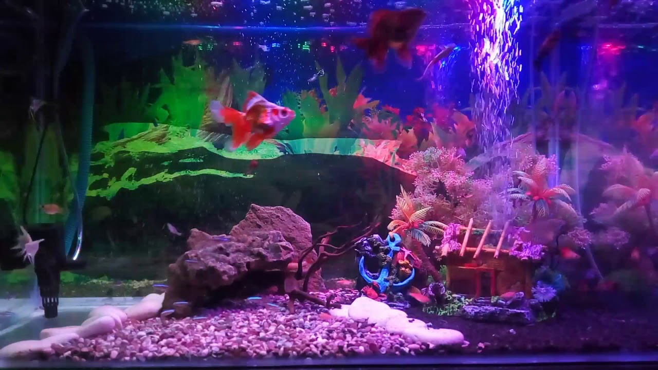 Fresh Water Fish Tank YouTube