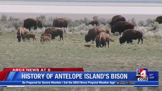 History of Antelope Island's Bison