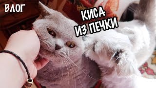 влог: У НАС НОВАЯ КОШКА НА ПЕРЕДЕРЖКЕ