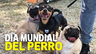 ¿Por qué celebramos el Día Mundial del Perro este 21 de julio?