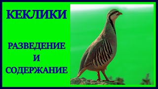 КЕКЛИКИ. РАЗВЕДЕНИЕ КЕКЛИКОВ [2021год]. ASIAN KEKLIK. СОДЕРЖАНИЕ КЕКЛИКОВ.КУРОПАТКА.