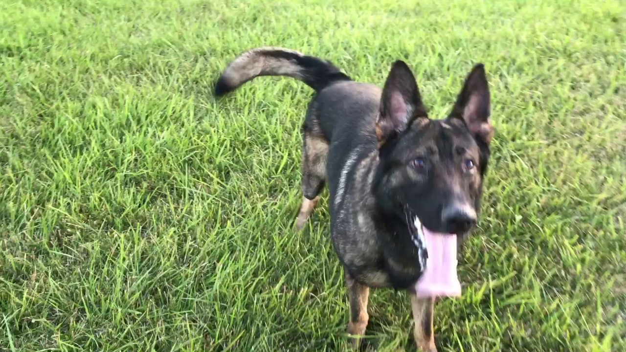 dark sable german shepherd