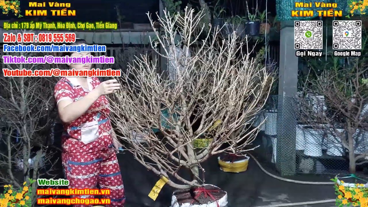 Phôi Mai Thủ Đức Giá Rẻ Bao Ship Bao Sống Toàn Quốc - Mai Vàng Kim Tiền Chợ Gạo