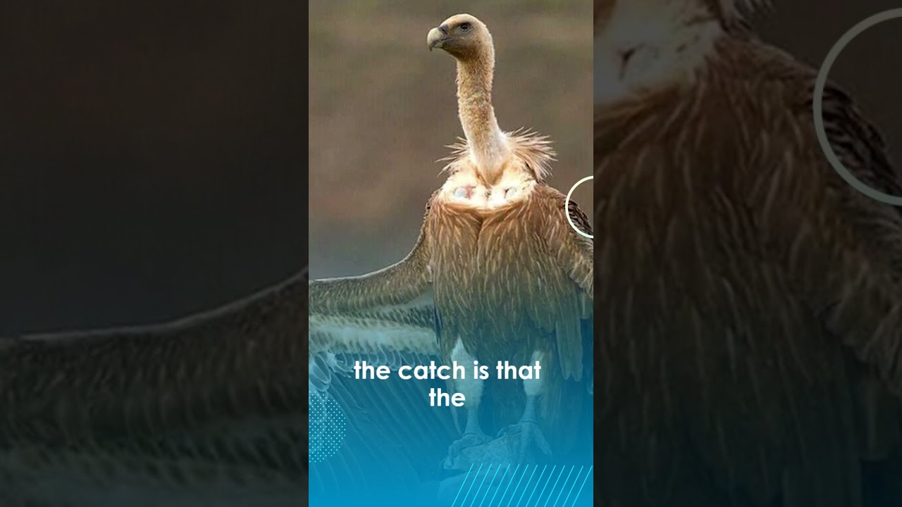 Himalayan Griffon Vulture's Fake Eyes