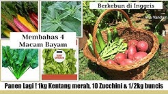 Panen Lagi ! 10 Zucchini, 1/2kg buncis dan 1kg Kentang merah | Membahas 4 Jenis Bayam || - Durasi: 18.51. Panen Lagi ! 10 Zucchini, 1/2kg buncis dan 1kg Kentang merah | Membahas 4 Jenis Bayam || - Durasi: 18.51.
