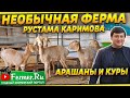 Содержание овец породы Арашан в Узбекистане|Навесы для овец|Содержание кур-несушек|Кочкор линии 80го