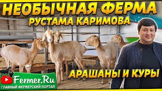 Содержание Овец Породы Арашан В Узбекистане|Навесы Для Овец|Содержание Кур-Несушек|Кочкор Линии 80Го