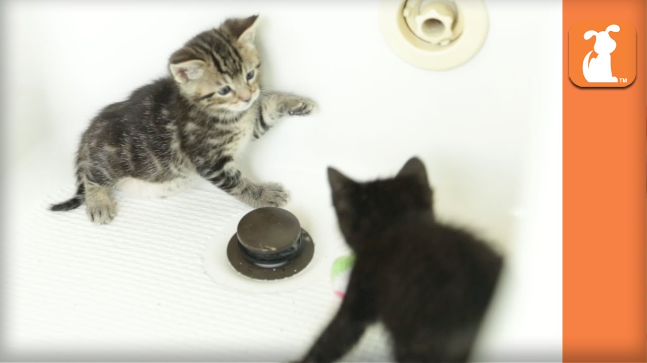 Two Kittens Fight In A Bathtub, Kitten Royale Kitten Love YouTube