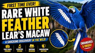RAREST MACAW EVER | FIRST TIME IN HISTORY