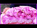 تاريخ ورد المدينة بين الحاضر والماضي