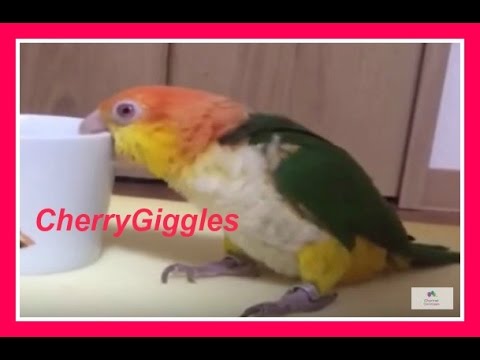 When the alarm goes off! Funny bird - YouTube