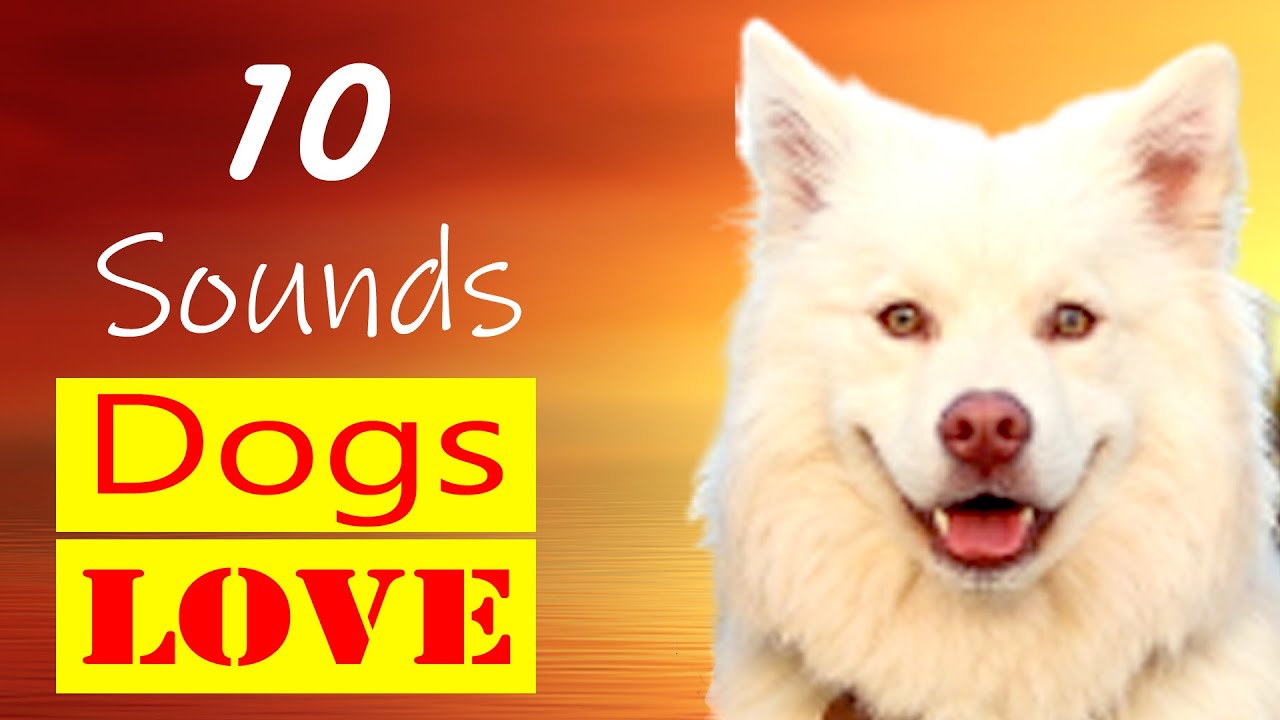 10-sounds-dogs-love-to-hear-go-crazy-sounds-dog-react-to-youtube