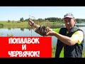 До 🍄🍄🍄грибочков -  водоёмчик. Клёвое место найдено. Рыба 🐟 атакует.