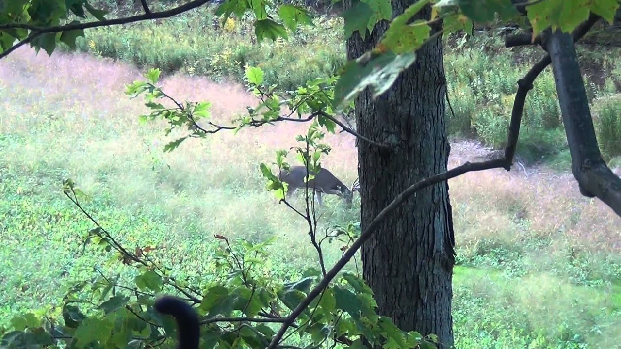 Wisconsin bow hunt 2012 YouTube