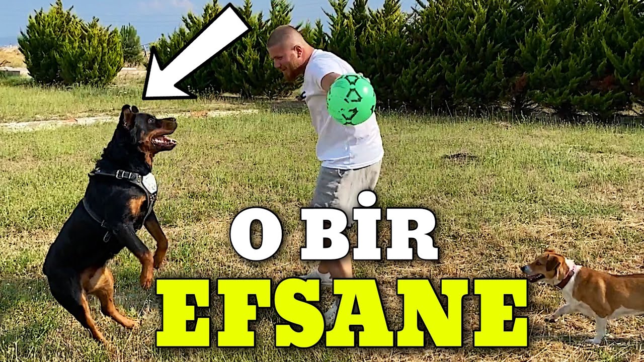 HERKESİN KONUŞTUĞU O KÖPEK! Rottweiler Marla