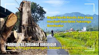 Download Lagu TINGGAL KENANGAN, POHON RANDU ALAS ICON DESA TUKSONGO RESMI DITEBANG MP3