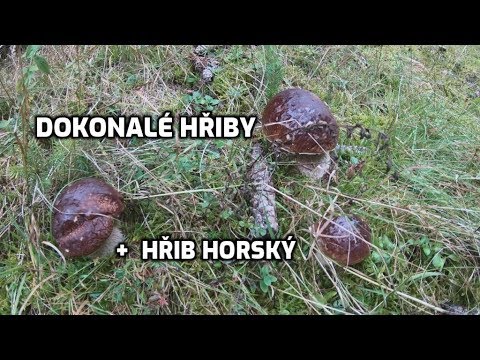 Video: Jak Vařit Hřib