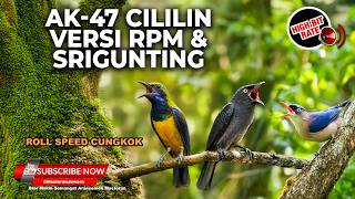 🔴 Live Masteran Konslet Speed Sangar Rambatan Cililin vs Srigunting Cililin vs Cucak Cungkok Gacor