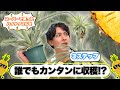 【パイナップル栽培】3年で実らせるコツ｜冬越し・土選び・葉面給水まで完全解説 thumbnail