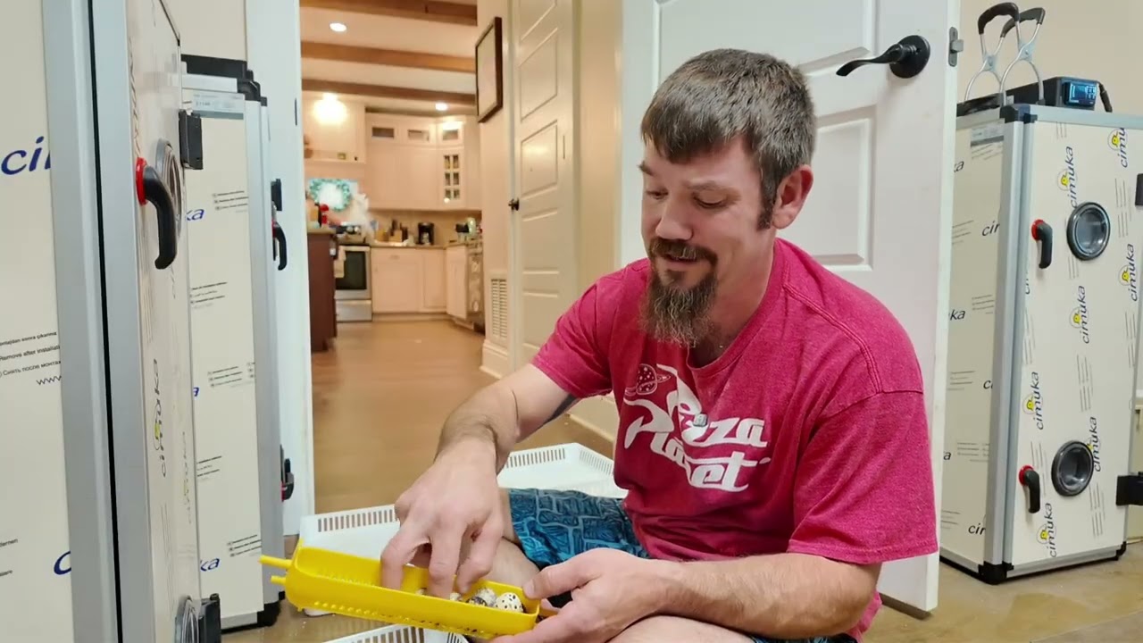 @HatchingTime 180 1 месяц обзор