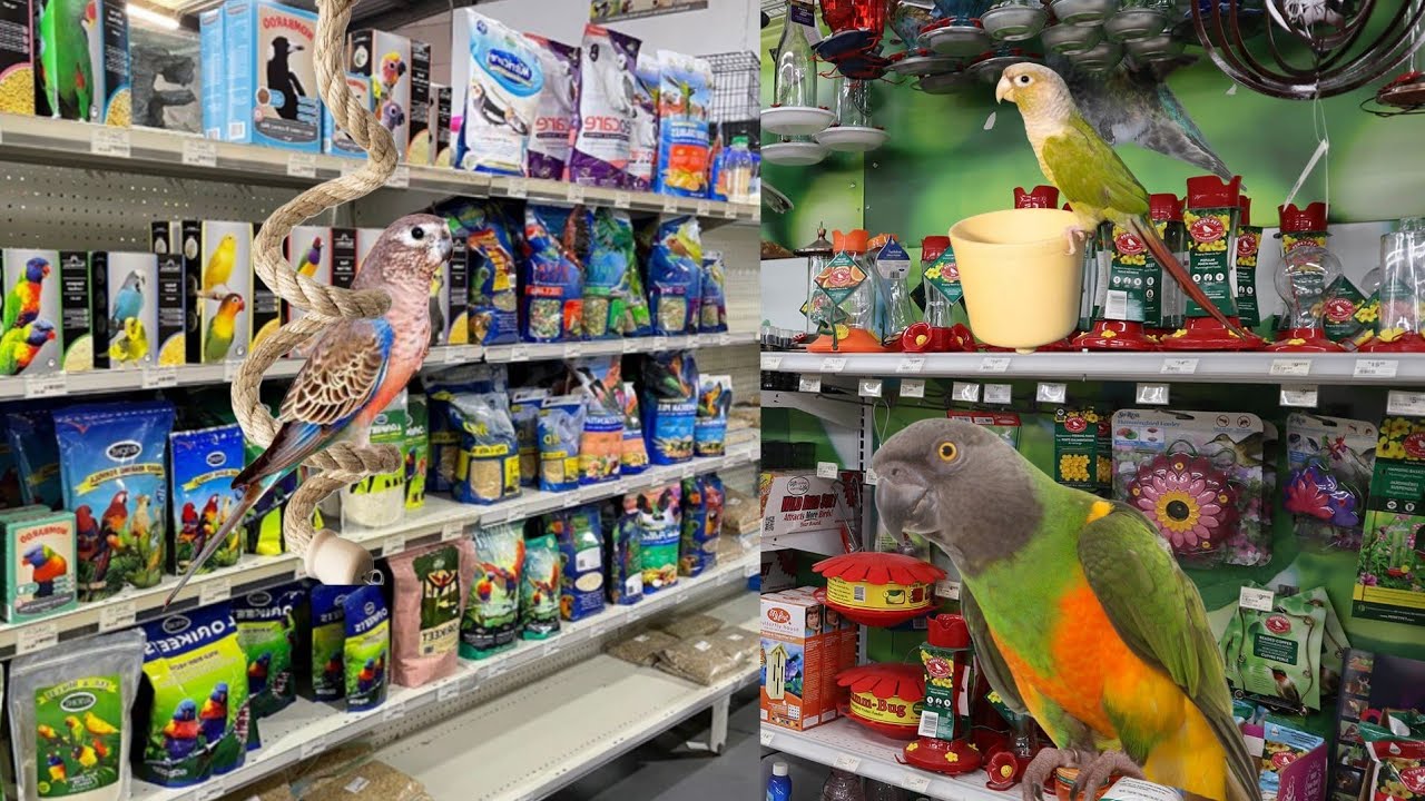 جولة عند بائع الطيور و الاسماك #طيور #ببغاوات #اكسسوارات_الطيور #اكل_الطيور #عشاق_الطيور