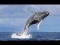 Hunchback Whale watch at Maui, Hawaii - 2022