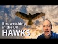 Birdwatching in the UK: Hawks | All native species and tips on how to spot them in the wild