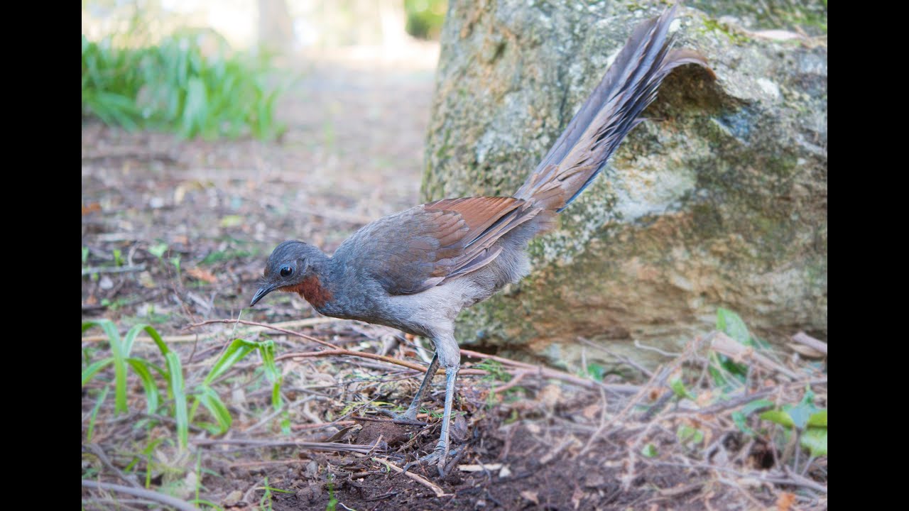 [High Quality AUDIO] Australian Lyrebird in the Wild real song