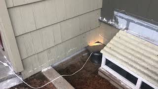 Trapping box elder bugs with a light and bucket