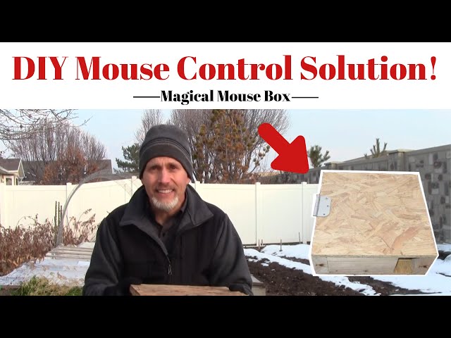 Easy Set-Up Mouse Trap – JenFive