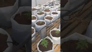 First round of plants in the greenhouse let the pheno hunting begin!
First round of plants in the greenhouse let the pheno hunting begin! First round of plants in the greenhouse let the pheno hunting begin!