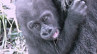 ママの左腕が移動手段💗ゴリラの赤ちゃんキンタロウ【京都市動物園】