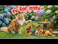 Keep Your Cat Happy All Day! 😻📺 Beautiful Garden Birds 🦜🌱 4K CAT TV