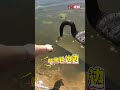 女生拍照反光板掉水里，请黑天鹅帮忙捡竟然成功了。网友：就光谢啊，没点吃的？