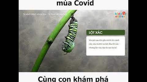 Tìm hiểu về vòng đời của loài Bướm #KidsOnline #ETS #Alphabook