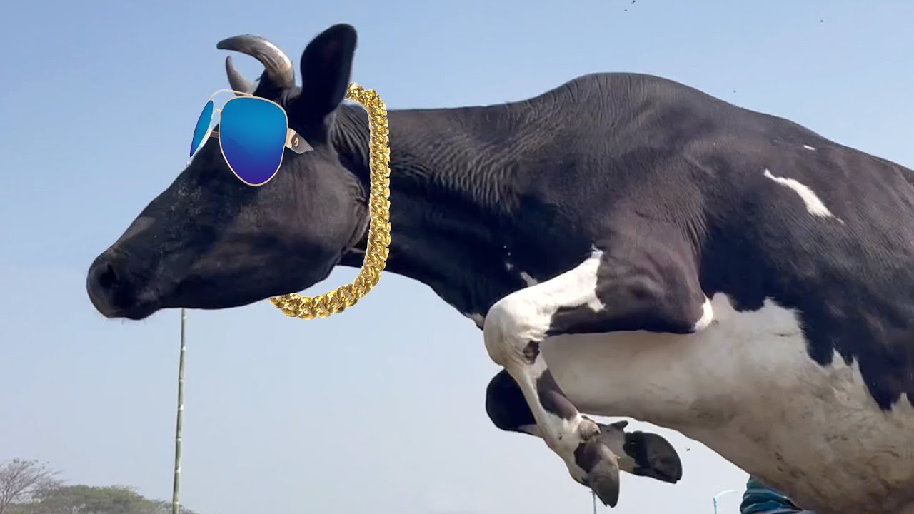COW JUMP & UNLOADING - FUNNY COW DANCE - COW FUNNY VIDEOS - COW SONG ...