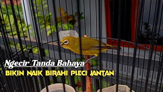Pleci Ngecir Over Birahi Atau Sedang Ada Tanda Bahaya  Terapi Pleci Ombyokan