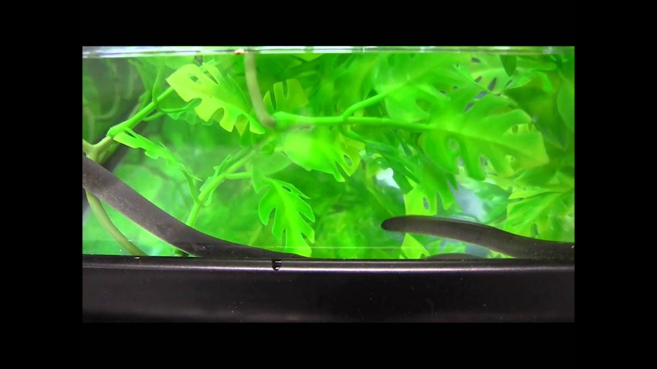 scorpion mortal kombat Lesser Siren Salamanders