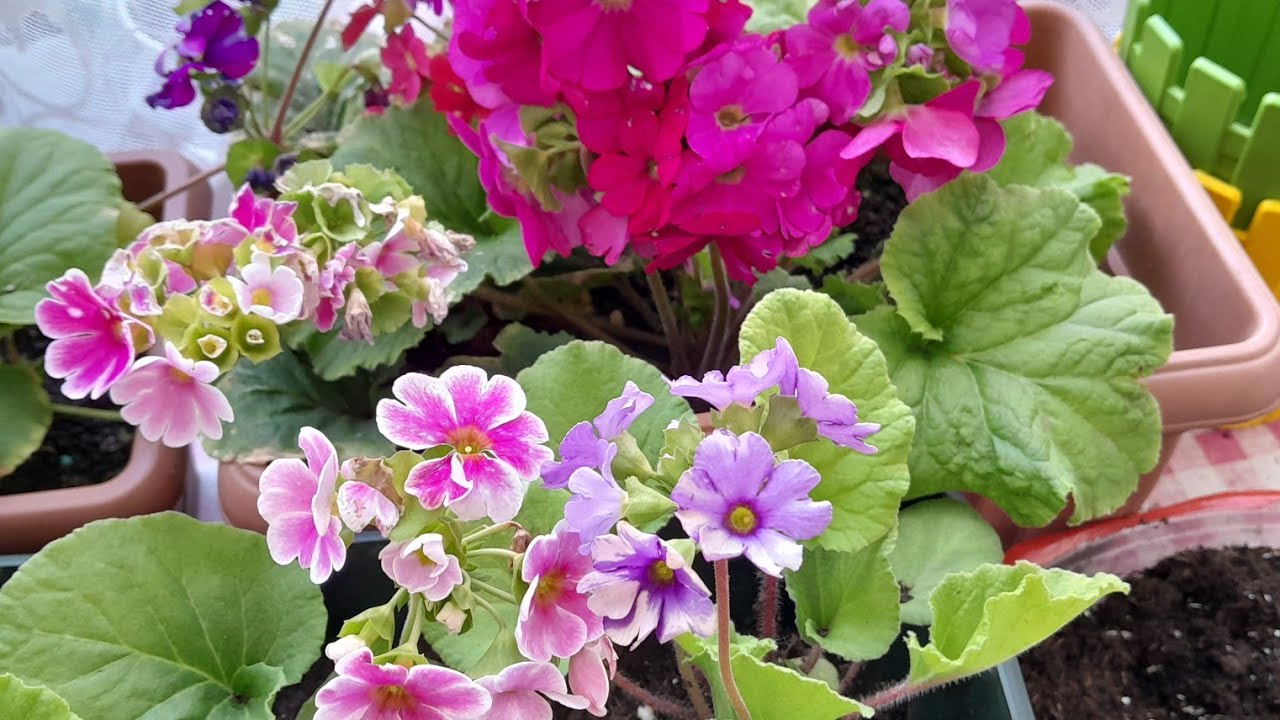 🌺ONBİRAY ÇİÇEĞİ BAKIMI🌺 NASIL BOL ÇİÇEK AÇTIRILIR‼️ TOPRAK SEÇİMİ  SULANMASI#keşfet #çiçekcoşturan