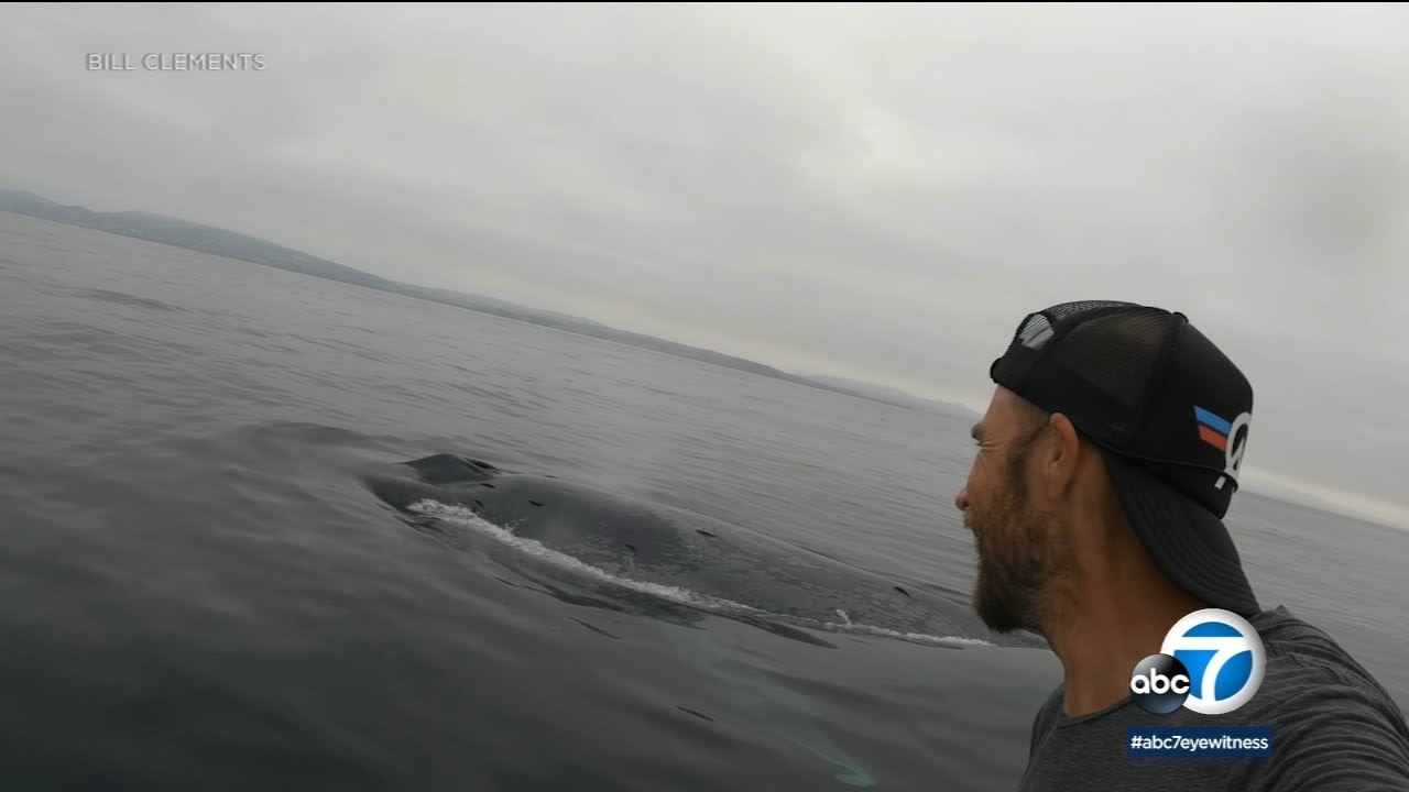 Blue whale get extremely close to paddleboarder off OC coast | ABC7