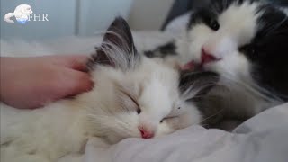 Ragdoll kitten demands attention when owner comforting other cat | Never know what will happen ! by Ragdoll FHR 6,520 views 4 years ago 2 minutes, 22 seconds