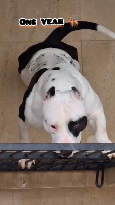 4 days to One Year American bully transformation #transformation #feed #love #dog #bullybreed #pets