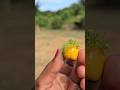 #mini passion fruit very tasty👌❤️👍