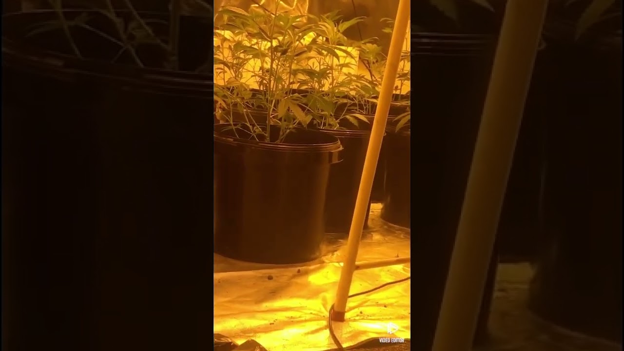 Beginner grows🍀🍀🍀 HOLY grail strain