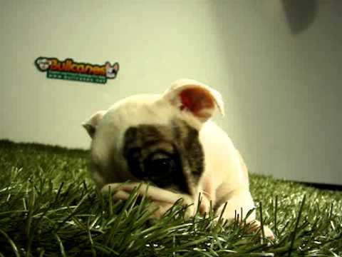 English bulldog For Sale - Lehuce - http://www.bullcanes.net - ceo@bullcanes.net puppy paradise