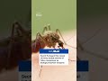 Secret Pentagon files reveal Army tested swarms of 'killer mosquitoes'