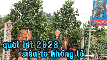 quất tết 2023 quất chum dù hàng to khủng, giá quất chum dù tại vườn