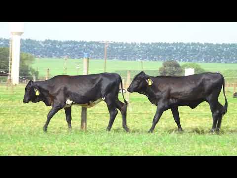 LOTE 169 1074 CY 1078 CY