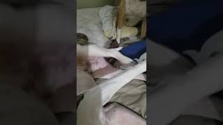 American Bulldog Kickstart Tickle