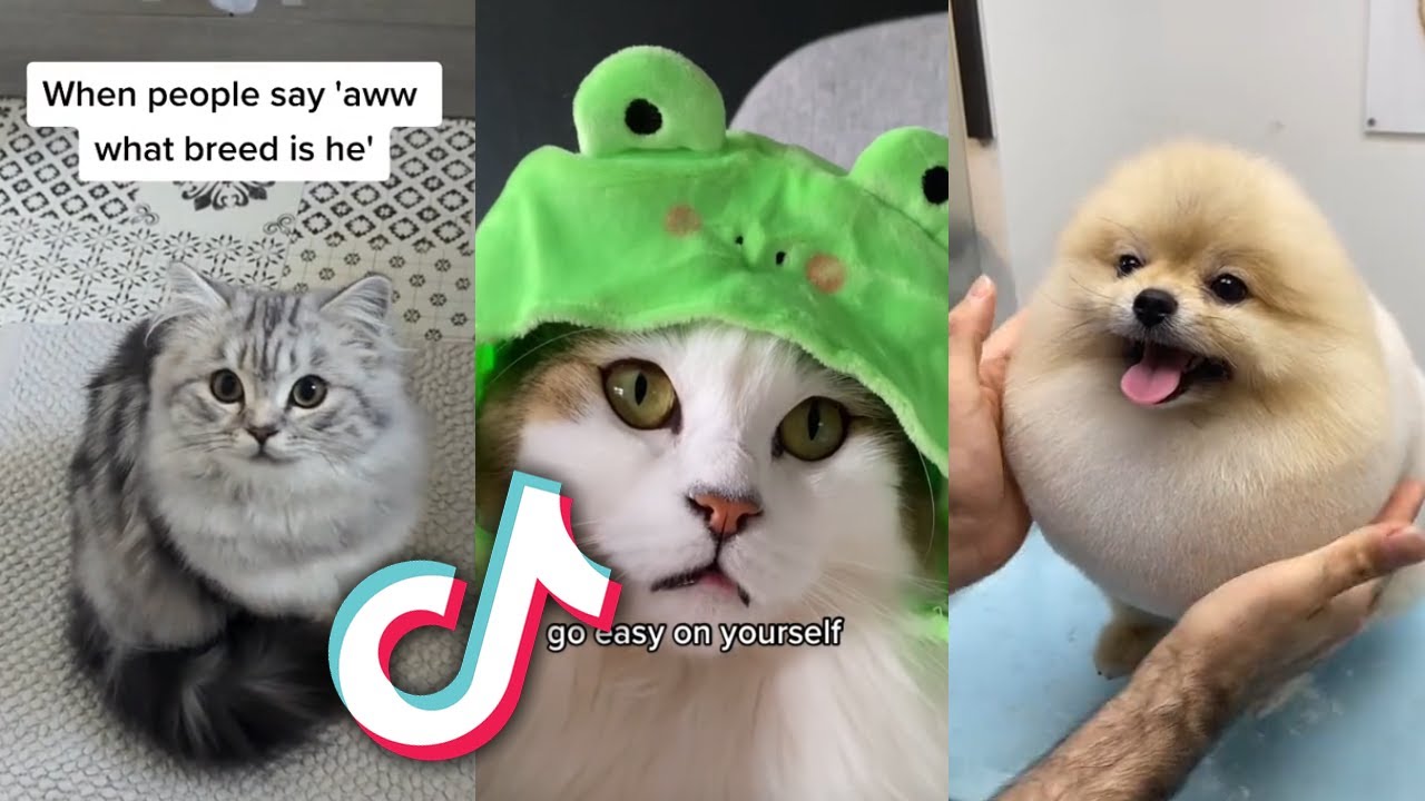 The BEST TIKTOK PETS that will MAKE YOU SMILE... 🐶🐶 - YouTube